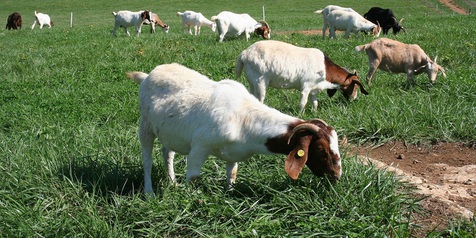 Jenis hijauan pakan kambing yang baik