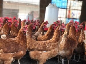 bisnis ayam potong rumahan