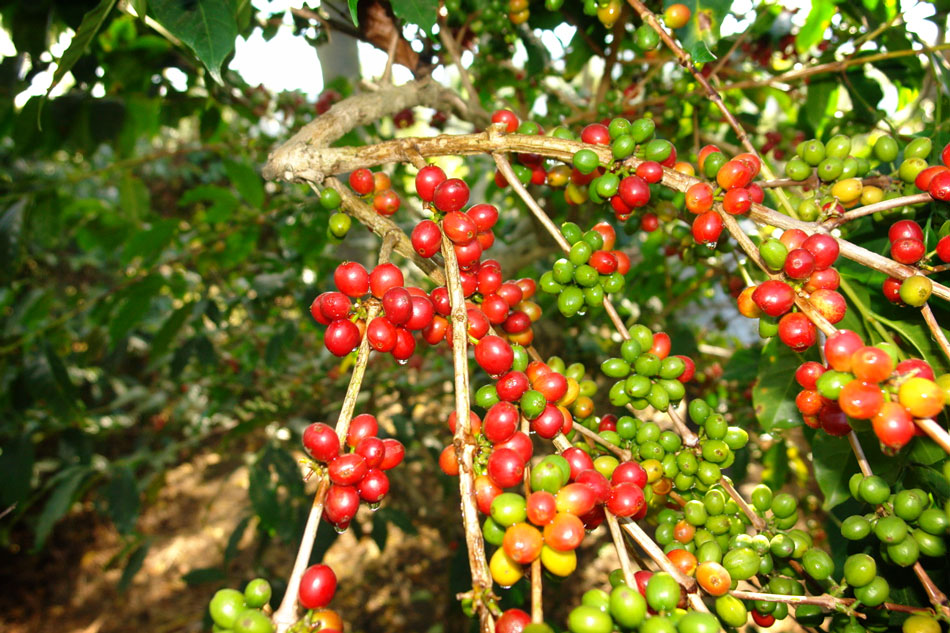 Kebun Kopi