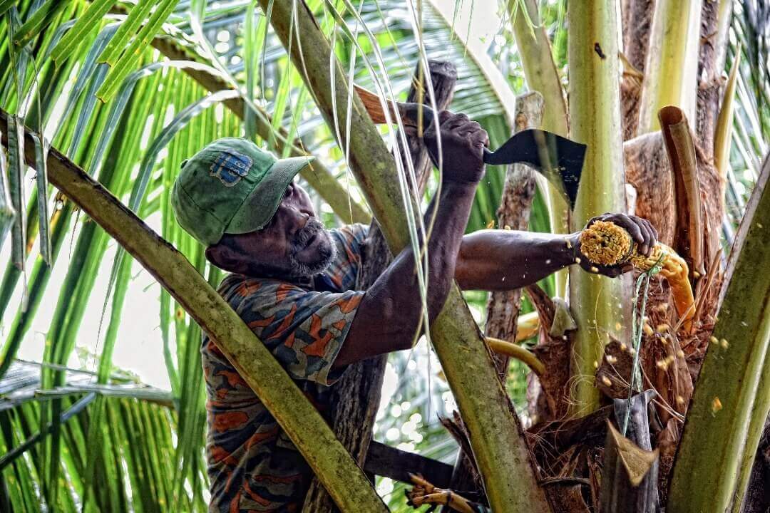 pengambilam nira kelapa untuk gula semut