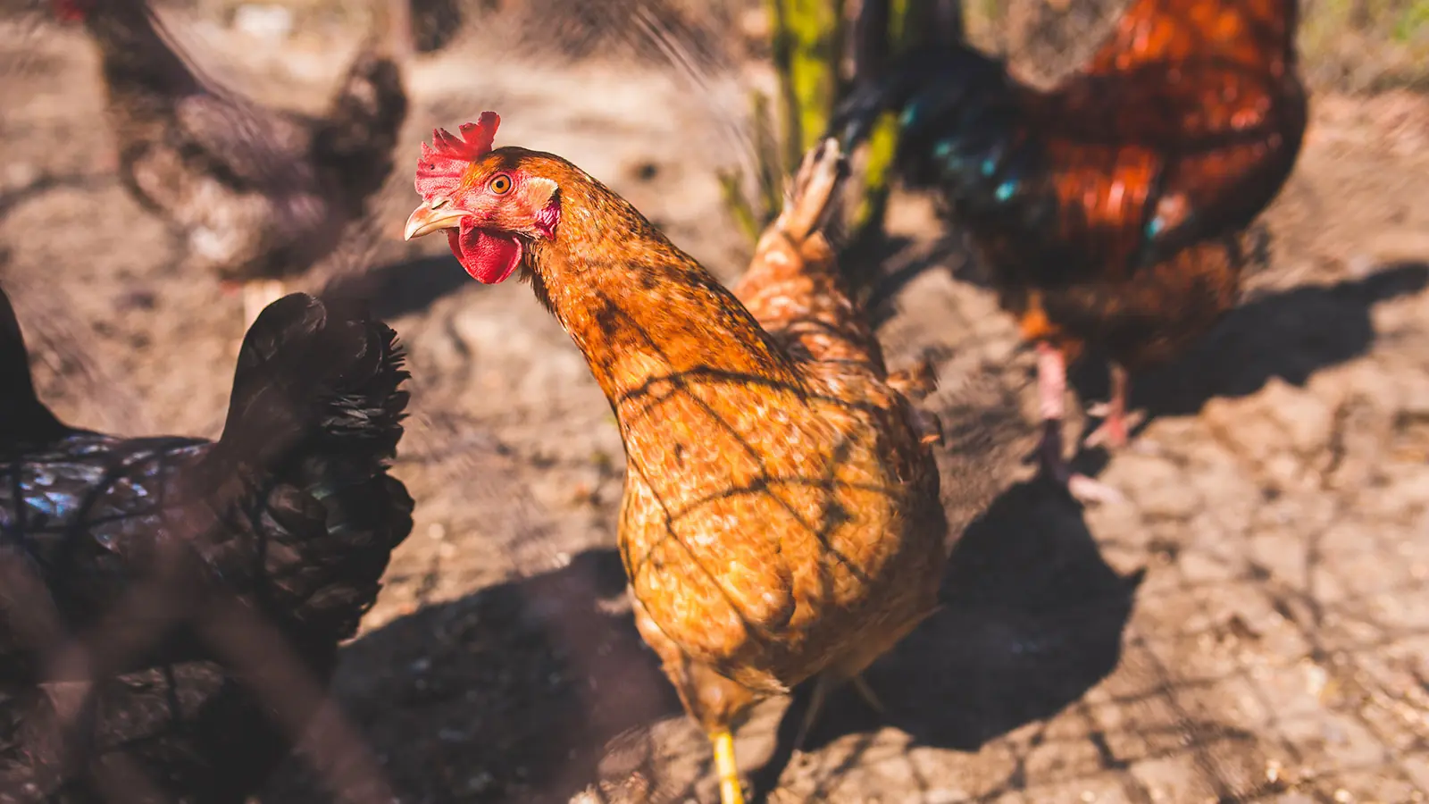 cara membuat pakan ternak ayam kampung