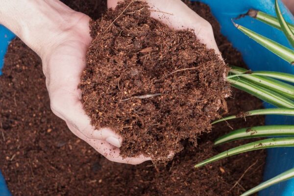 Cara Mengolah Sabut Kelapa Menjadi Cocopeat agar Hasilnya Maksimal