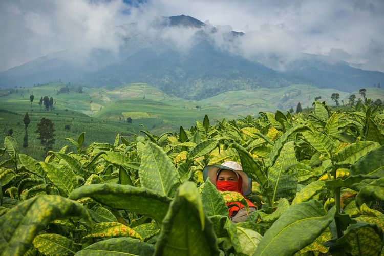 jenis tembakau temanggung