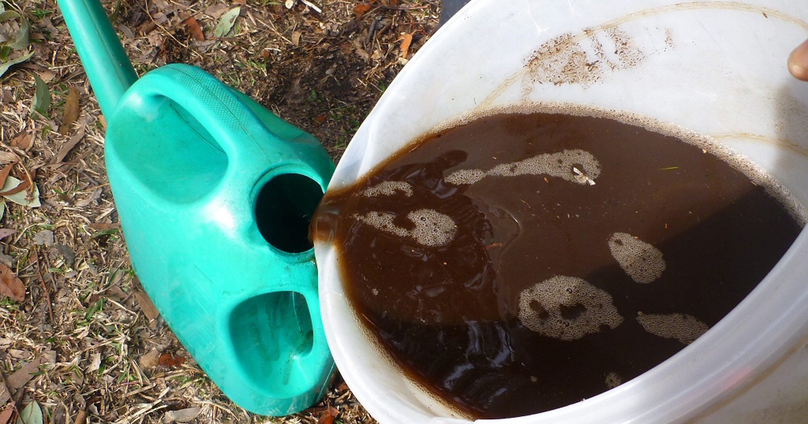 cara bikin poc dari kotoran kambing