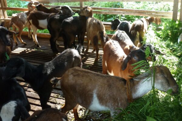 penyakit pada kambing dan cara pencegahannya