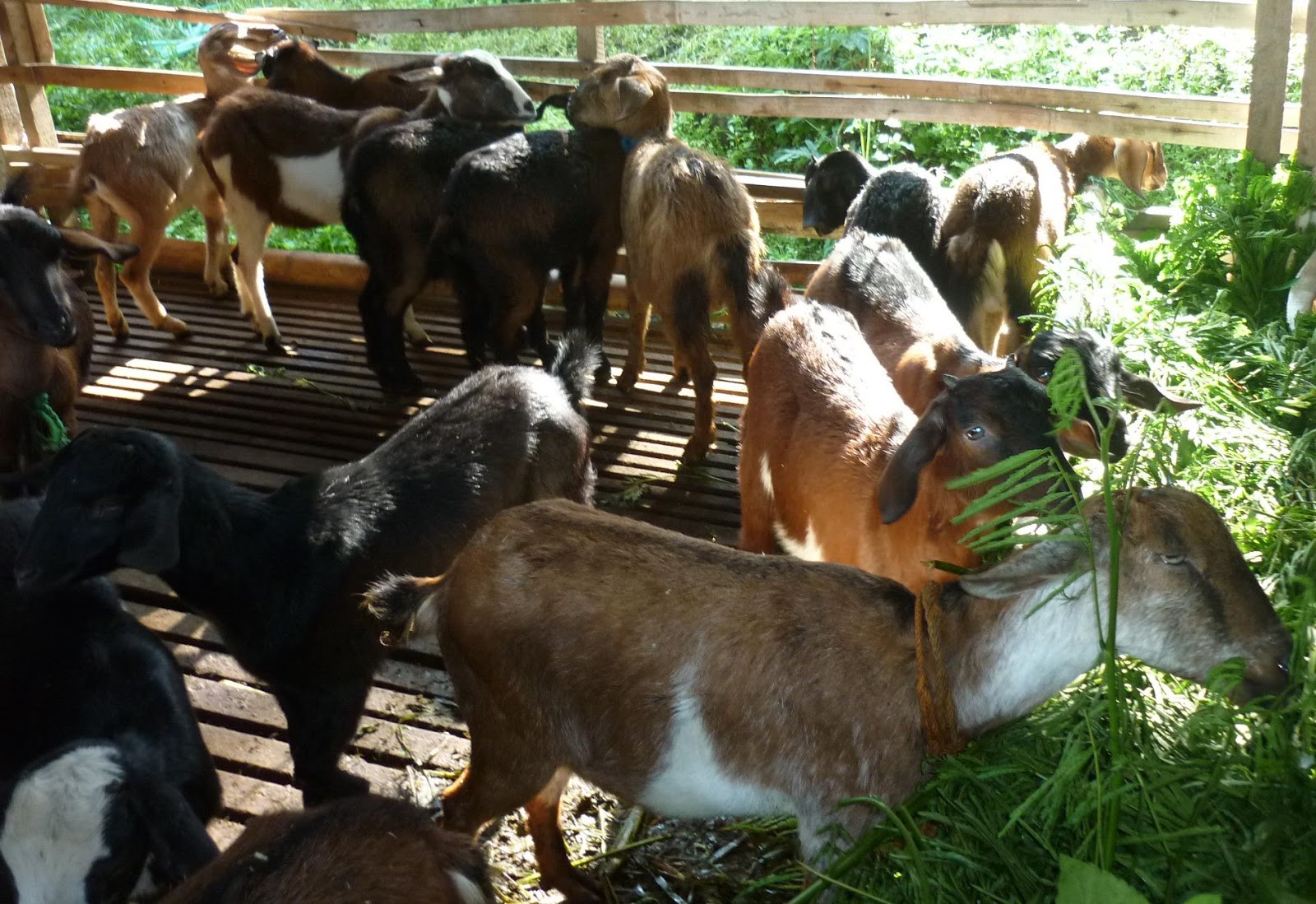 penyakit pada kambing dan cara pencegahannya