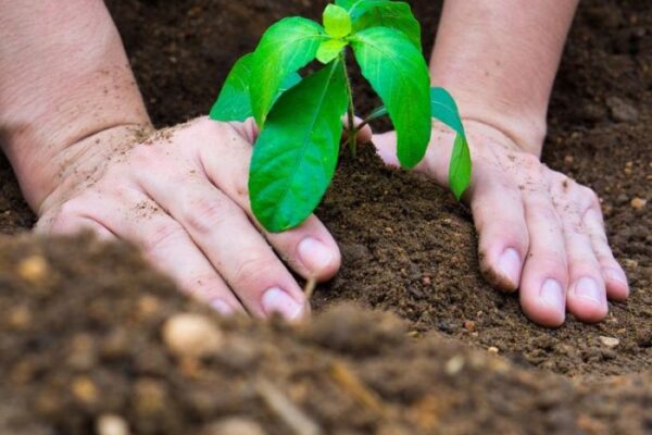 cara menanam rumput odot yang baik