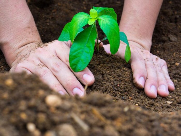 cara menanam rumput odot yang baik