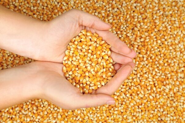 Manfaat Jagung untuk Unggas yang Kamu Harus Tahu! Manfaat Jagung untuk Unggas