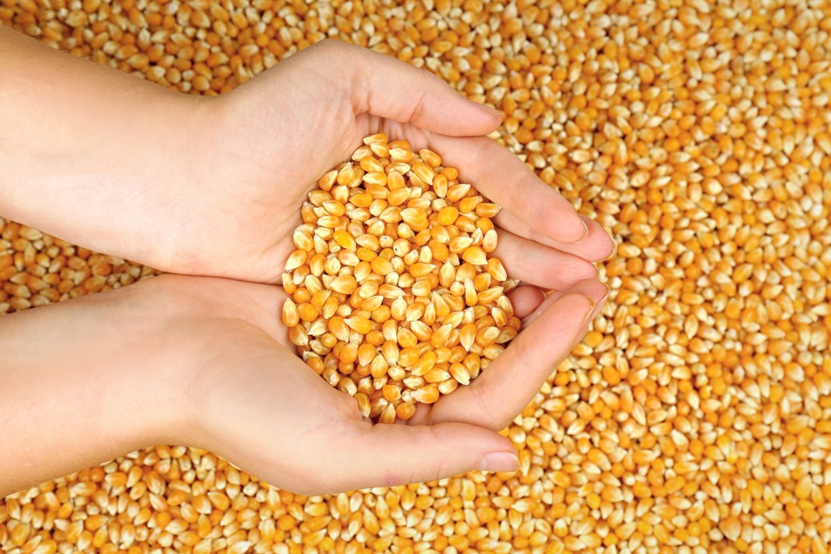 Manfaat Jagung untuk Unggas
