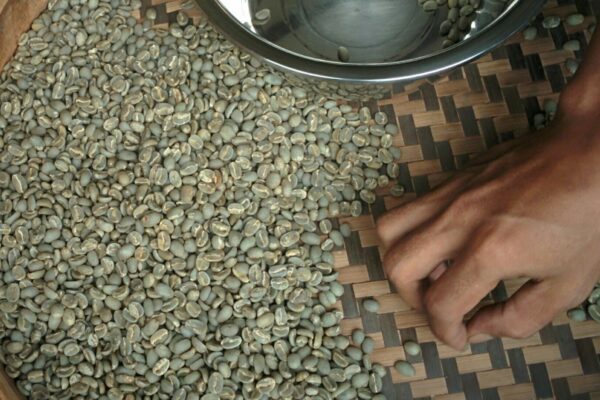 Proses Sortir Biji Kopi yang Wajib Kamu Tahu Proses Sortir Biji Kopi