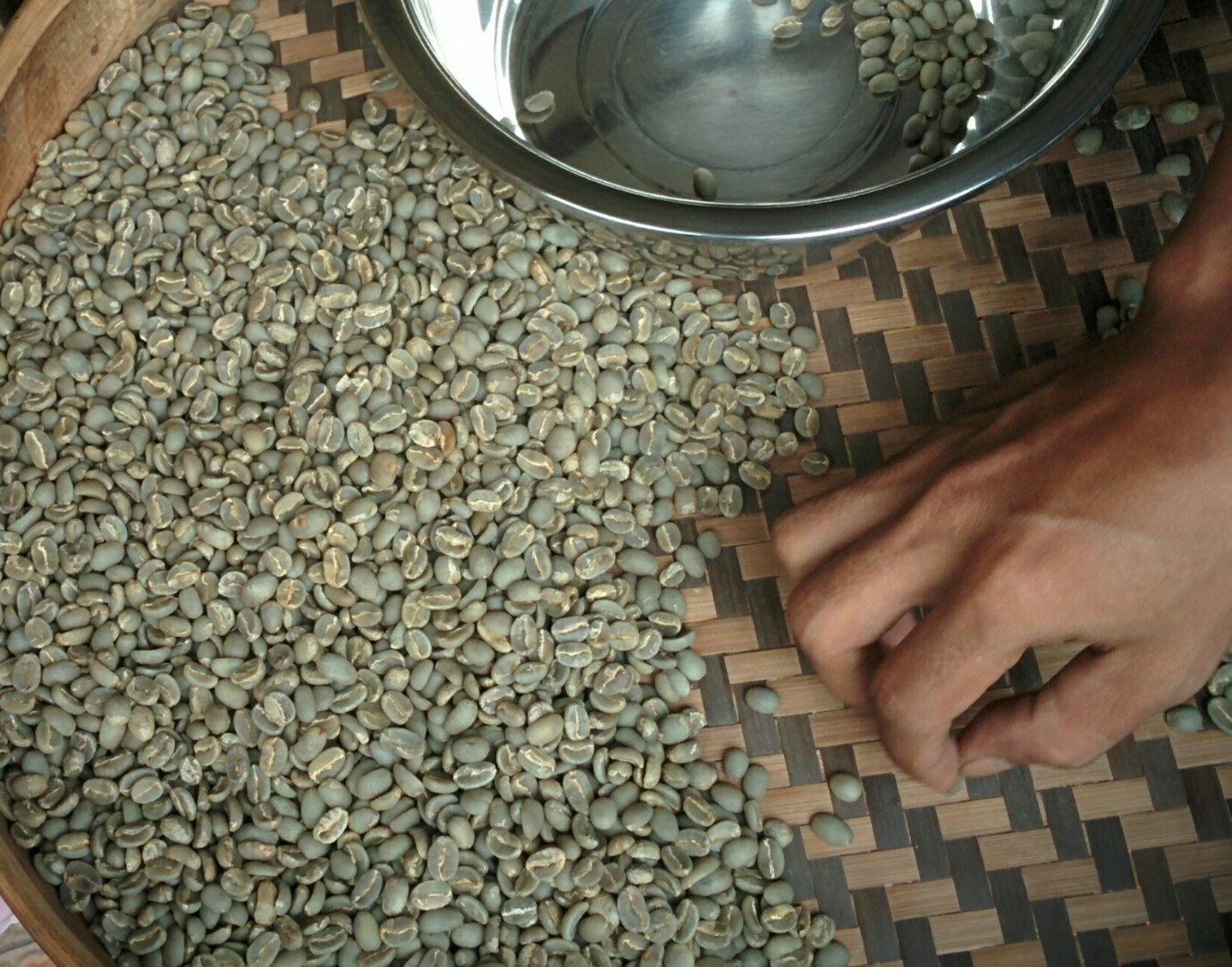 Proses Sortir Biji Kopi